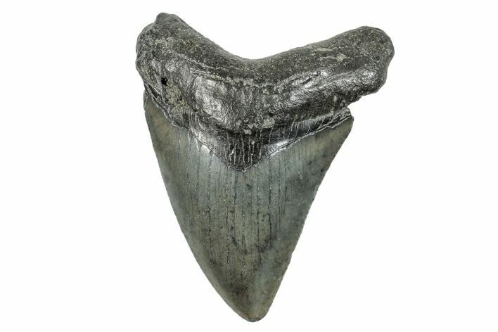 Juvenile Megalodon Tooth - South Carolina #273837